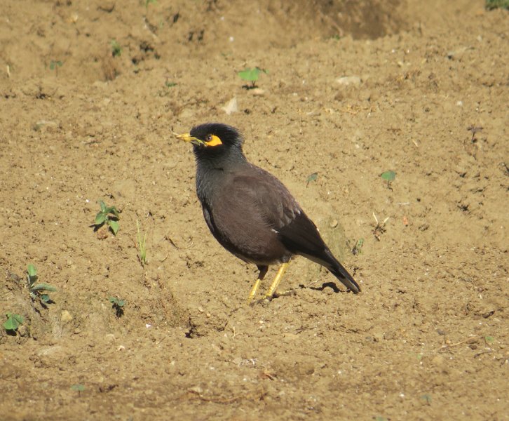 F (34) Indian Mynah.JPG